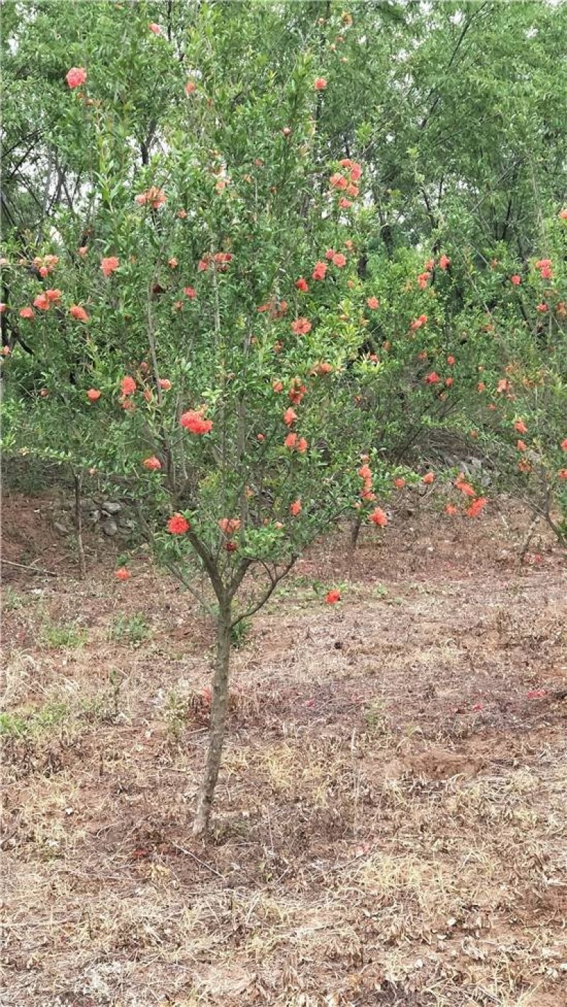 泰山红石榴树苗免费提供种植技术基地直供