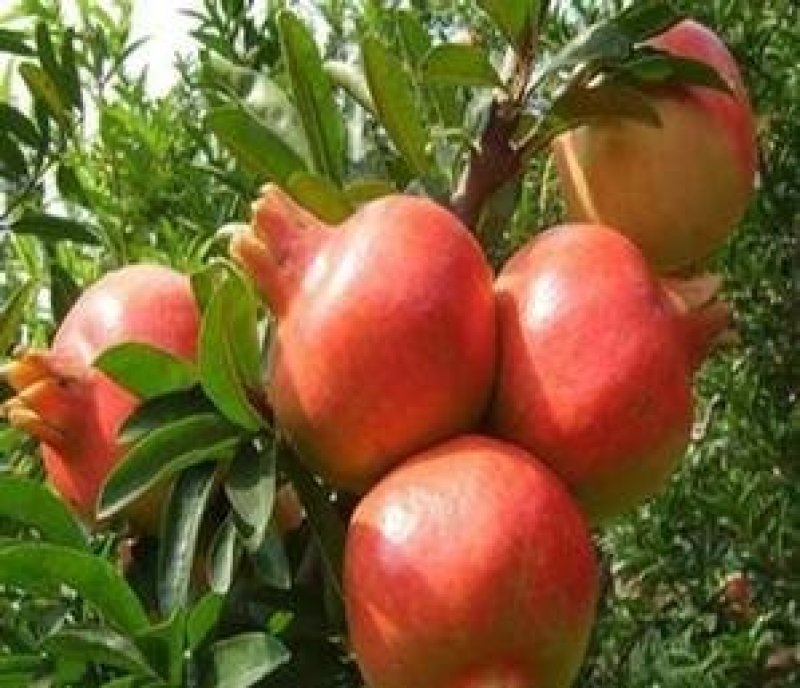 甜石榴树苗口感甜产量高病虫害少免费提供种植技术
