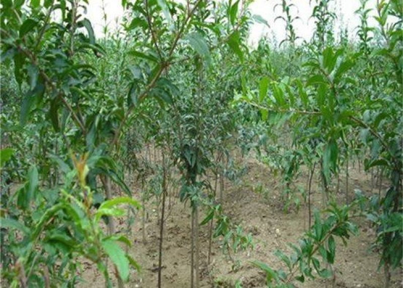 甜石榴树苗口感甜产量高病虫害少免费提供种植技术