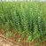 甜石榴树苗口感甜产量高病虫害少免费提供种植技术