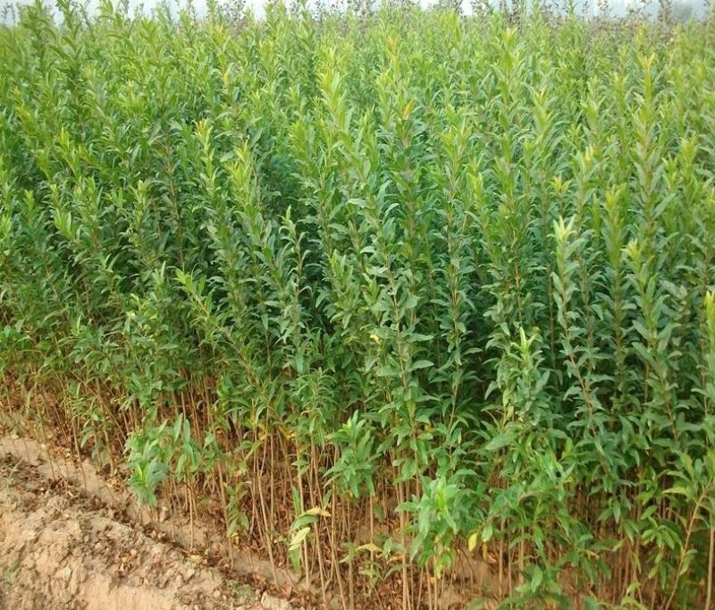 甜石榴树苗口感甜产量高病虫害少免费提供种植技术