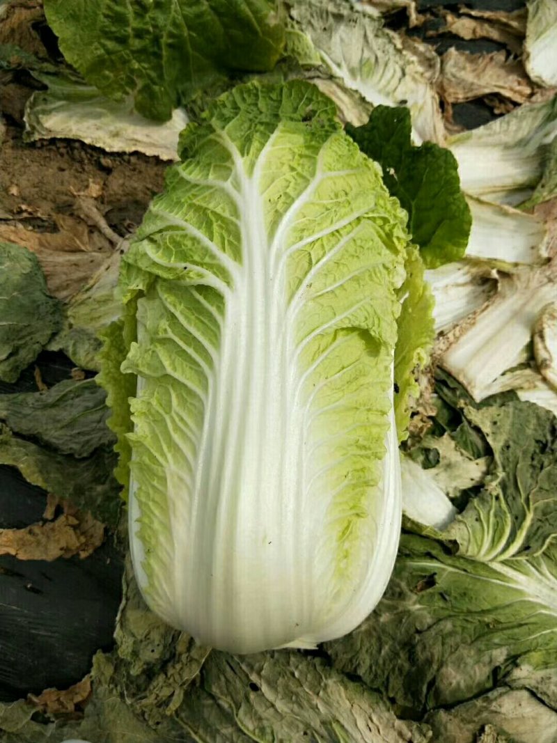 白菜
