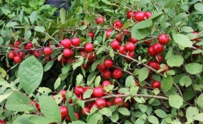 农大系列钙果苗品种全免费提供种植技术