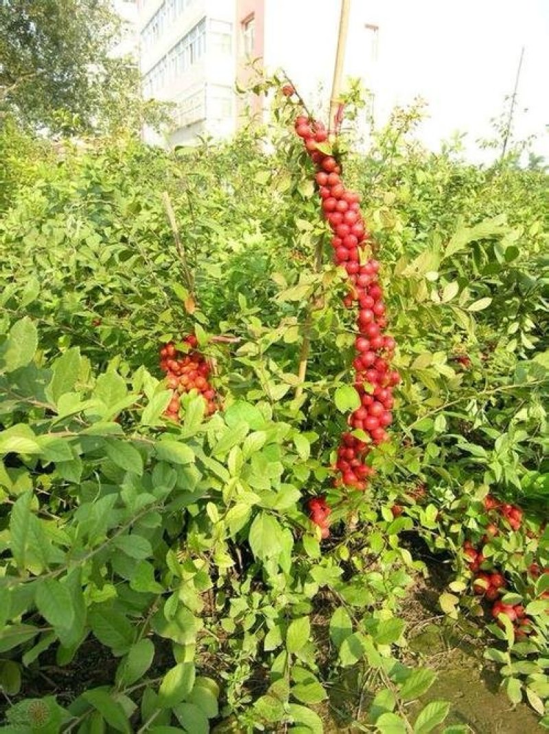 中华钙果苗品种纯假一赔十免费提供种植技术