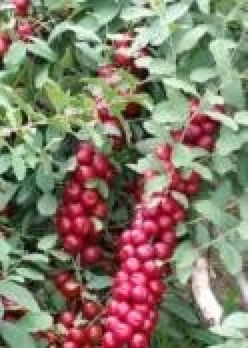 中华钙果苗品种纯假一赔十免费提供种植技术
