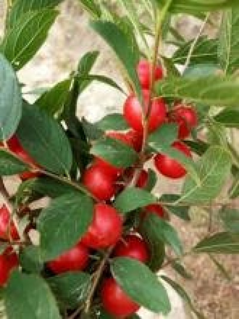 中华钙果苗品种纯假一赔十免费提供种植技术