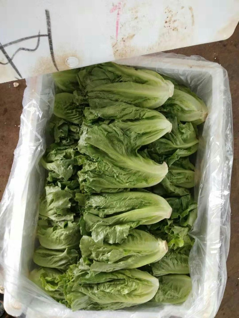 生菜3两以上，泡沫箱装，精品靓菜大利，欢迎商超订购合作