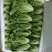 生菜3两以上，泡沫箱装，精品靓菜大利，欢迎商超订购合作