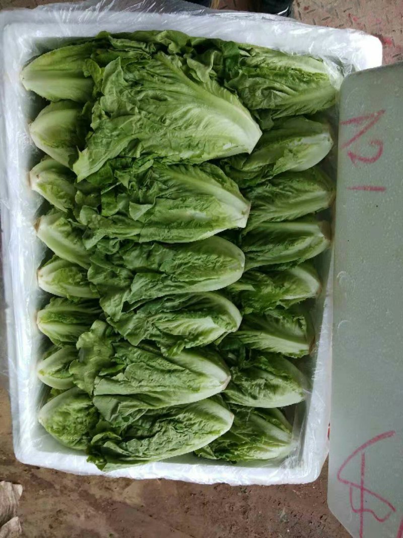 生菜3两以上，泡沫箱装，精品靓菜大利，欢迎商超订购合作