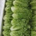 生菜3两以上，泡沫箱装，精品靓菜大利，欢迎商超订购合作