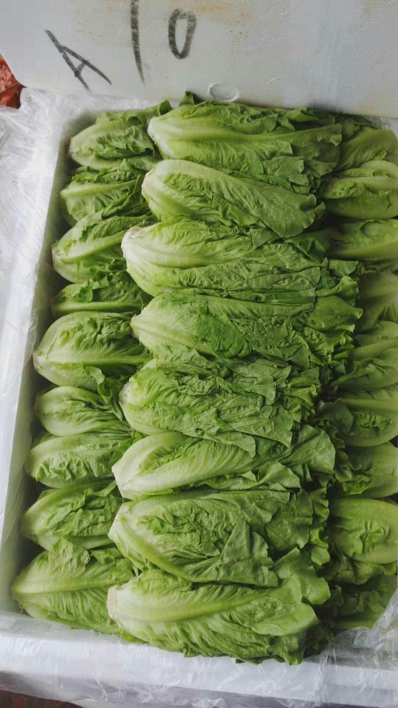 生菜3两以上，泡沫箱装，精品靓菜大利，欢迎商超订购合作