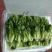 生菜3两以上，泡沫箱装，精品靓菜大利，欢迎商超订购合作