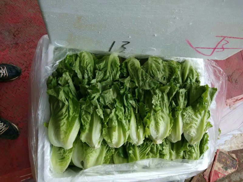 生菜3两以上，泡沫箱装，精品靓菜大利，欢迎商超订购合作
