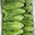 生菜3两以上，泡沫箱装，精品靓菜大利，欢迎商超订购合作