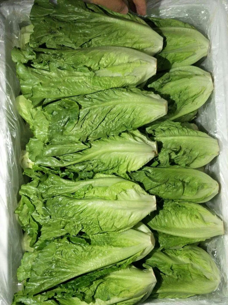 生菜3两以上，泡沫箱装，精品靓菜大利，欢迎商超订购合作