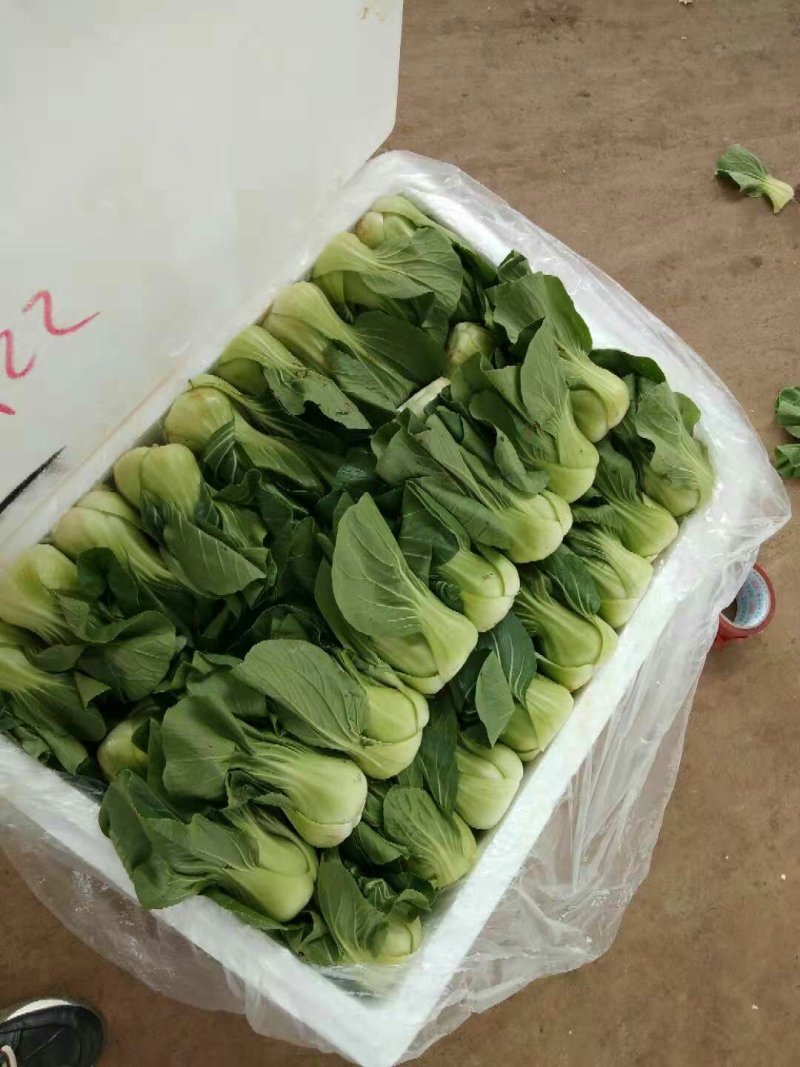 上海青，云南上海青，精品泡沫箱装，靓菜值的合作，产地供应