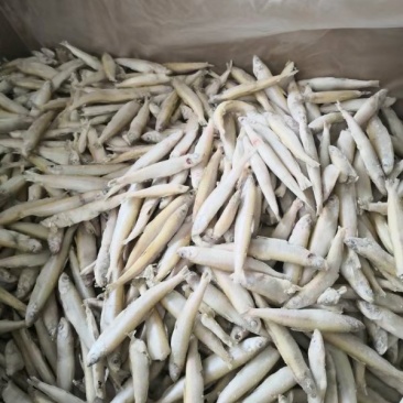 大理洱海特产，规格8一12公分