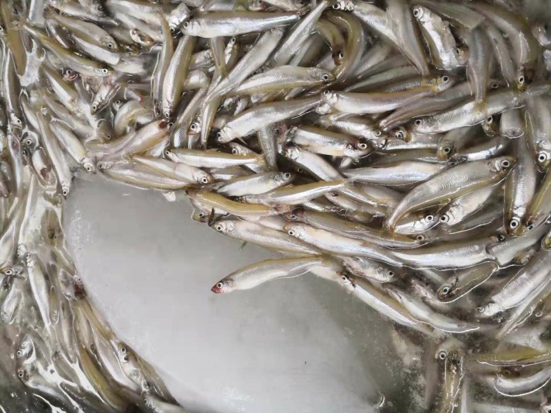 大理洱海特产，规格8一12公分