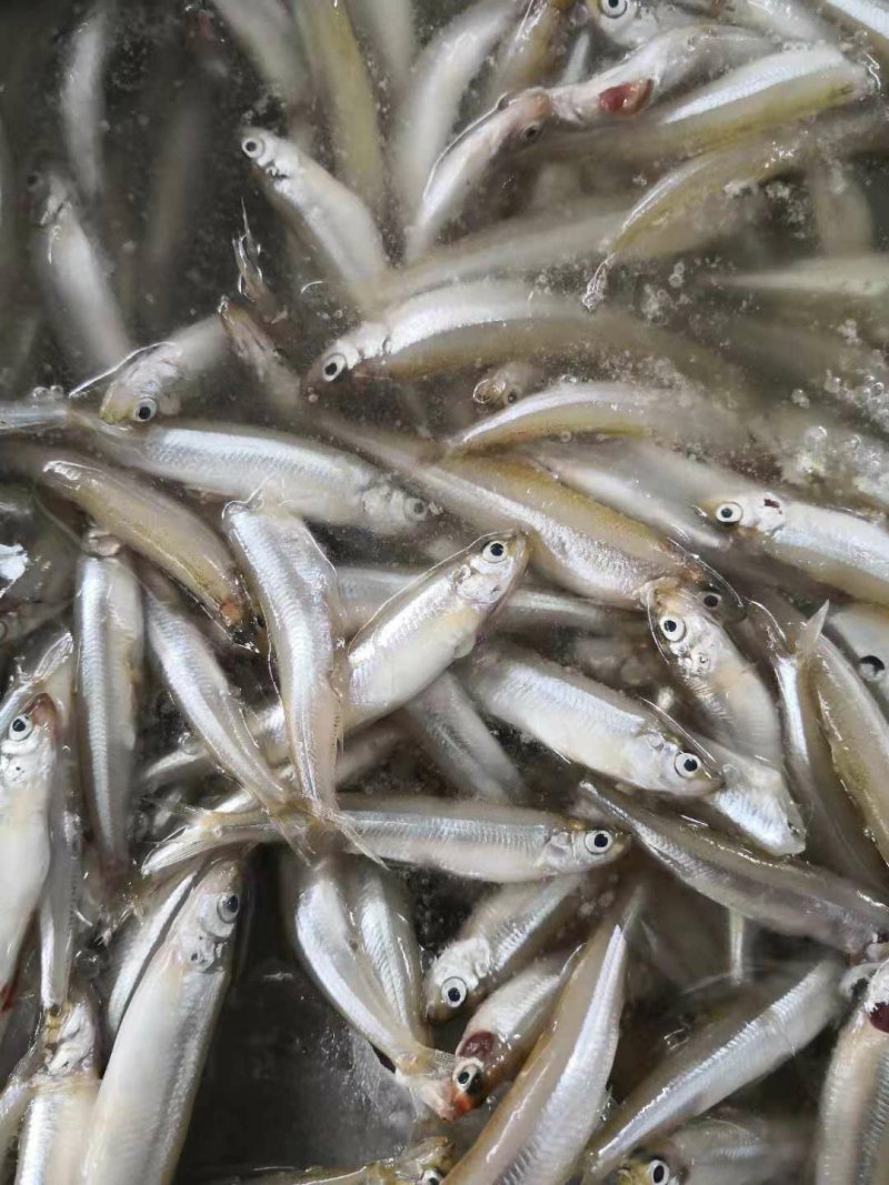大理洱海特产，规格8一12公分