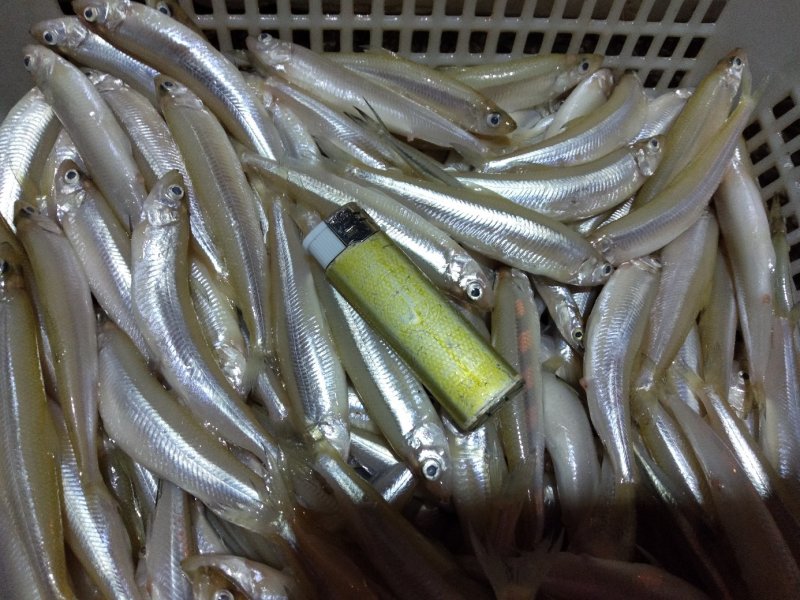大理洱海特产，规格8一12公分