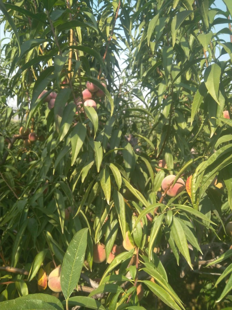 晚期小冬桃：又脆又甜，纯绿色水果