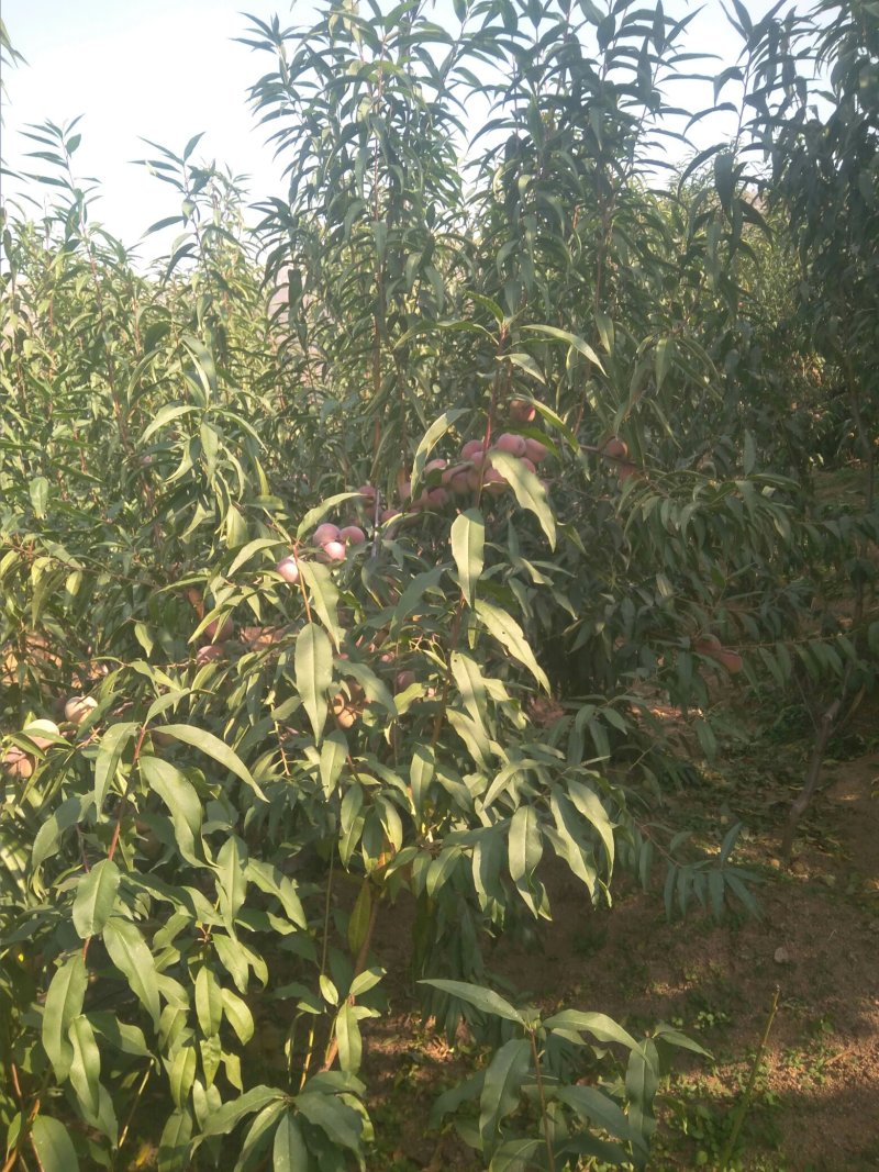晚期小冬桃：又脆又甜，纯绿色水果