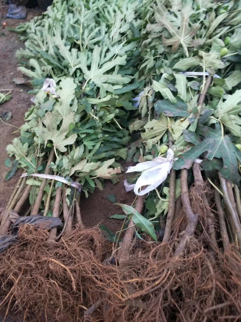 波姬红无花果苗大量出售无花果苗基地直发