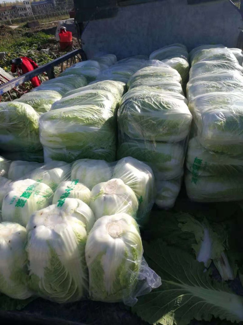 湖北枝江市黄心大白莱大量上市中支持产地看货当天打包新鲜货