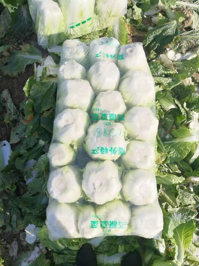 湖北枝江市黄心大白莱大量上市中支持产地看货当天打包新鲜货