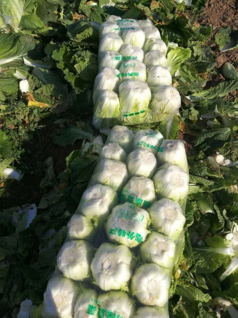 湖北枝江市黄心大白莱大量上市中支持产地看货当天打包新鲜货
