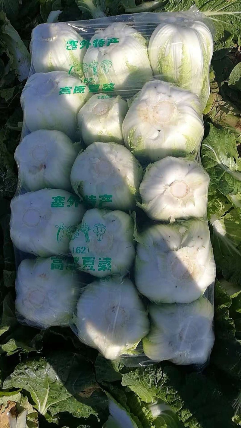 湖北枝江市黄心大白莱大量上市中支持产地看货当天打包新鲜货