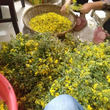 野菊花自家种的