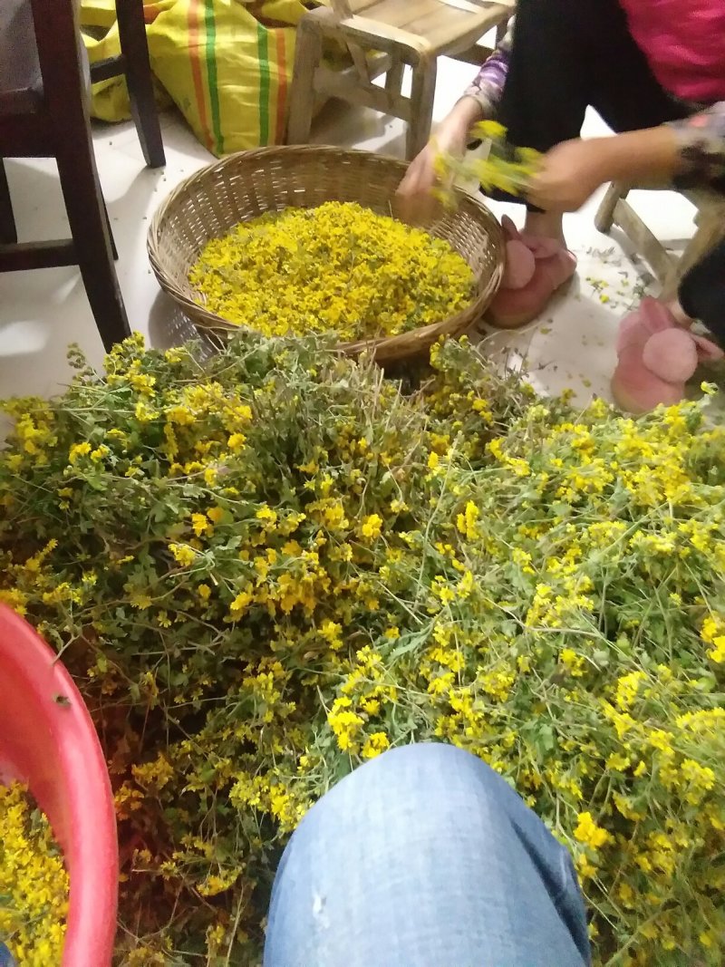 野菊花自家种的