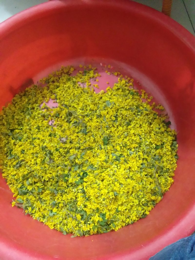 野菊花自家种的