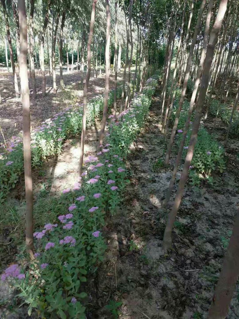 北滦四公分一级树！有用的老板联系我价格不高好货不等人