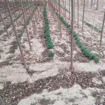 北滦四公分一级树！有用的老板联系我价格不高好货不等人