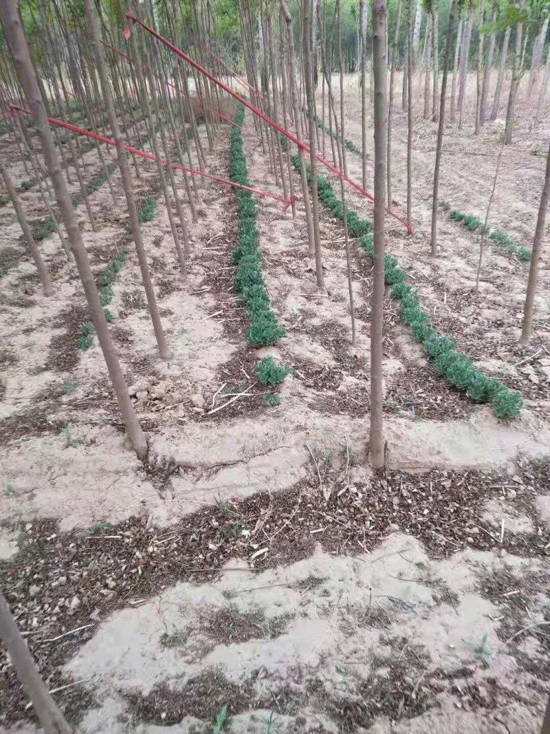 北滦四公分一级树！有用的老板联系我价格不高好货不等人