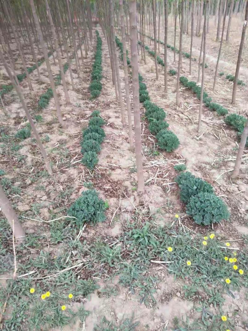 北滦四公分一级树！有用的老板联系我价格不高好货不等人