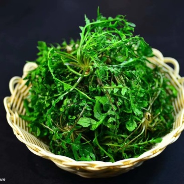 脱水荠菜厂家直销脱水荠菜