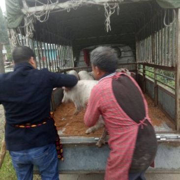 长白，二杂
