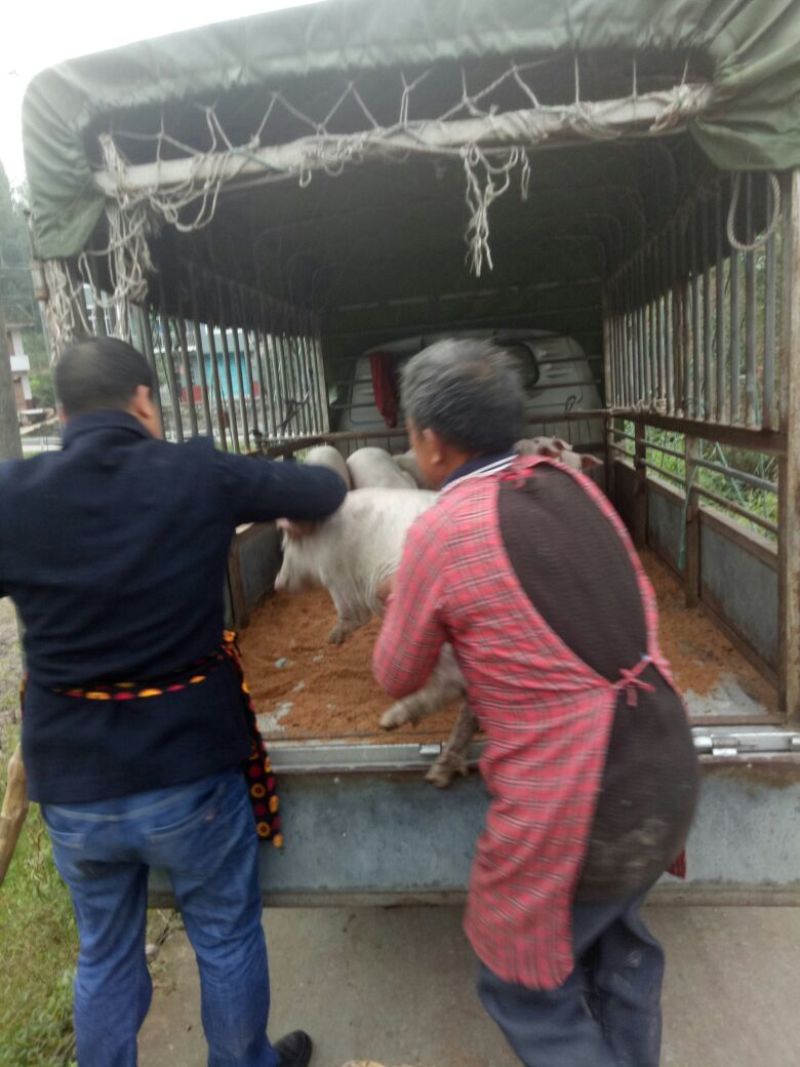 长白，二杂