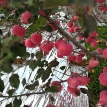 富士苹果树苗，一米半以上