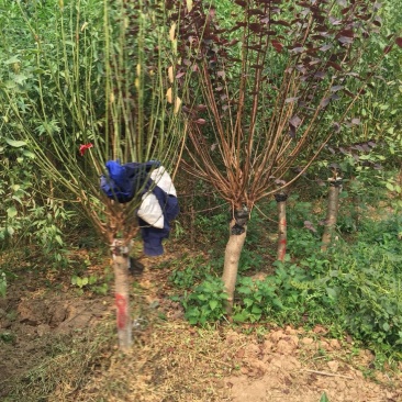 出售嫁接红梅6-20公分量大供应商