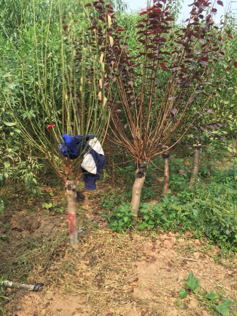 出售嫁接红梅6-20公分量大供应商