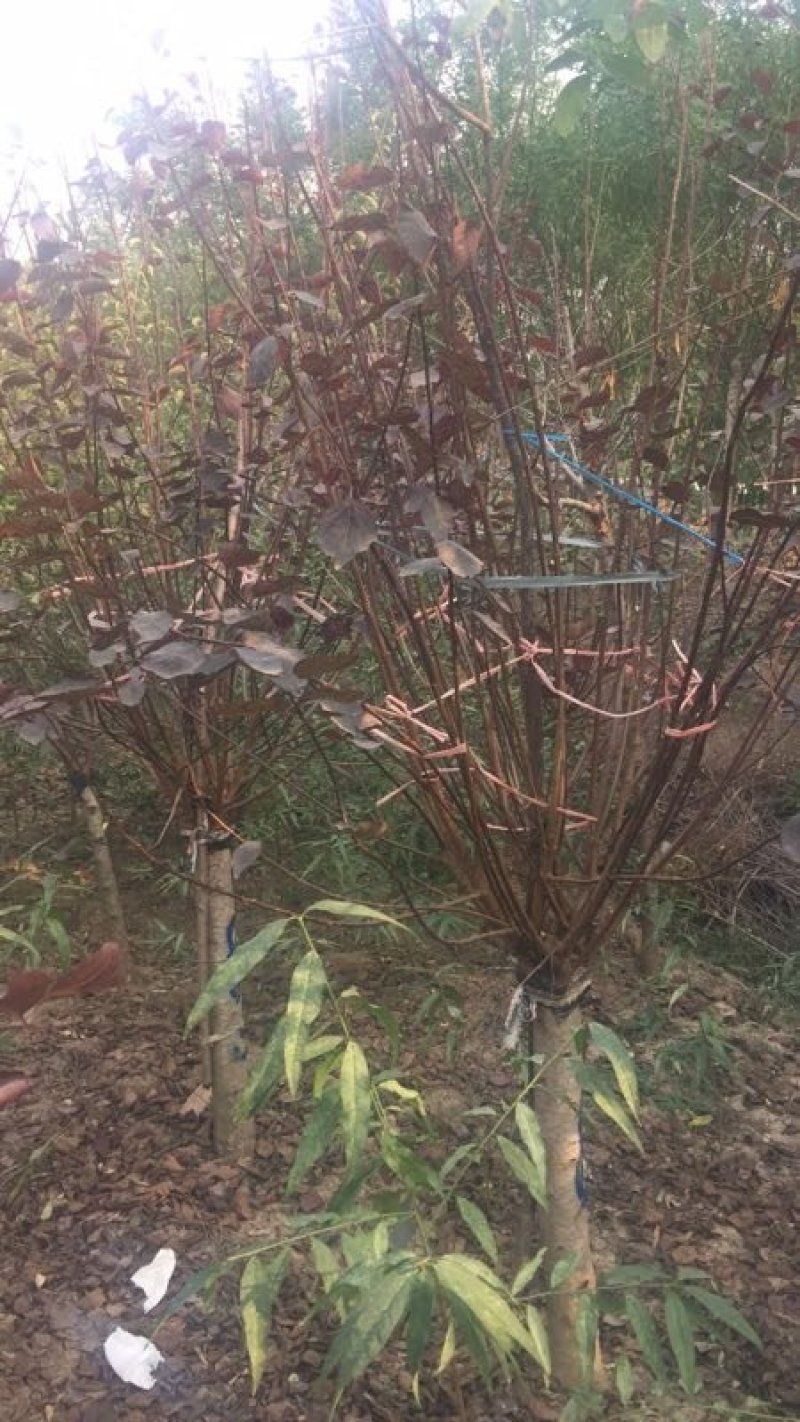 出售嫁接红梅6-20公分量大供应商