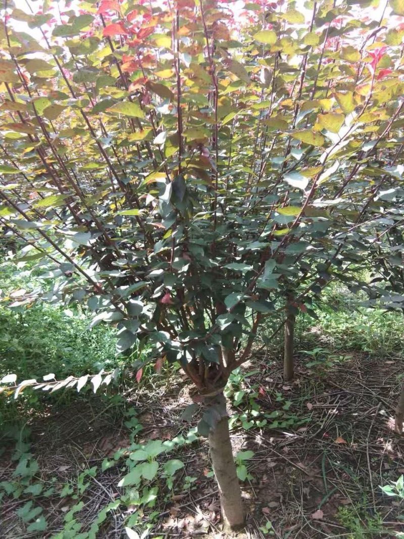 出售嫁接红梅6-20公分量大供应商