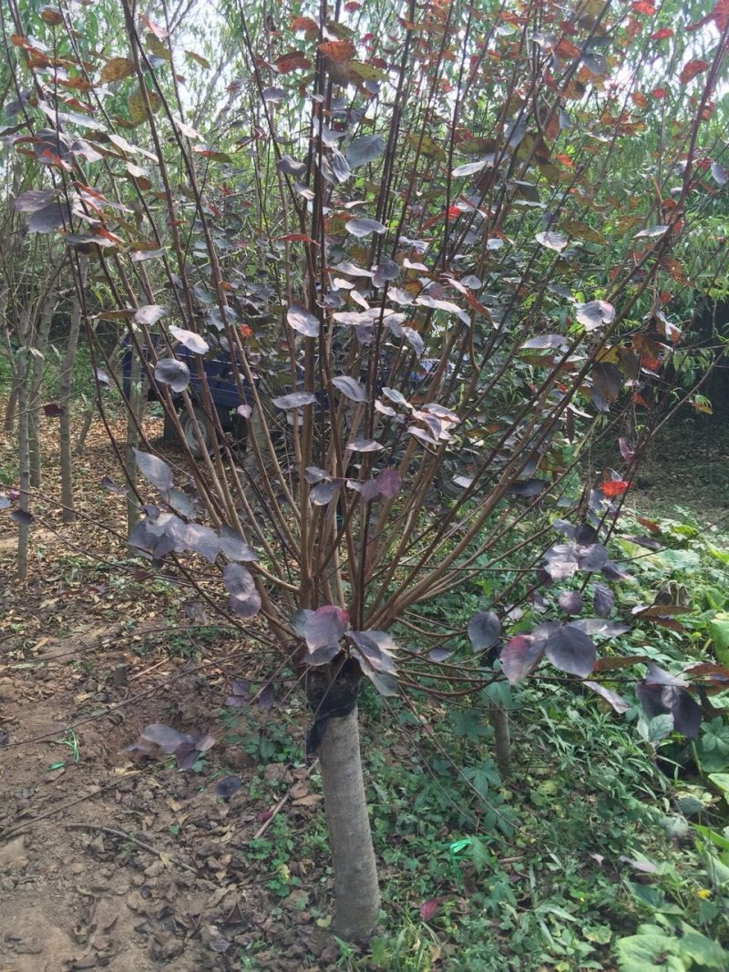 出售嫁接红梅6-20公分量大供应商