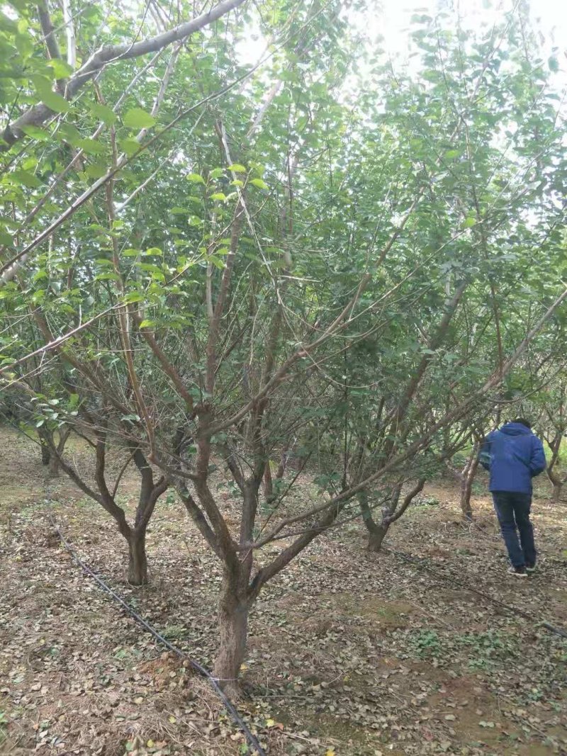 红梅3-20公分量大供应
