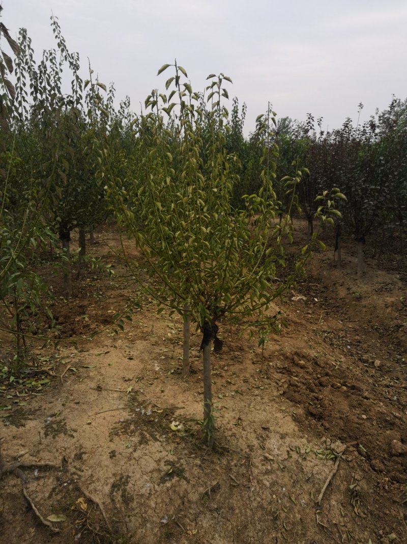 红梅3-20公分量大供应