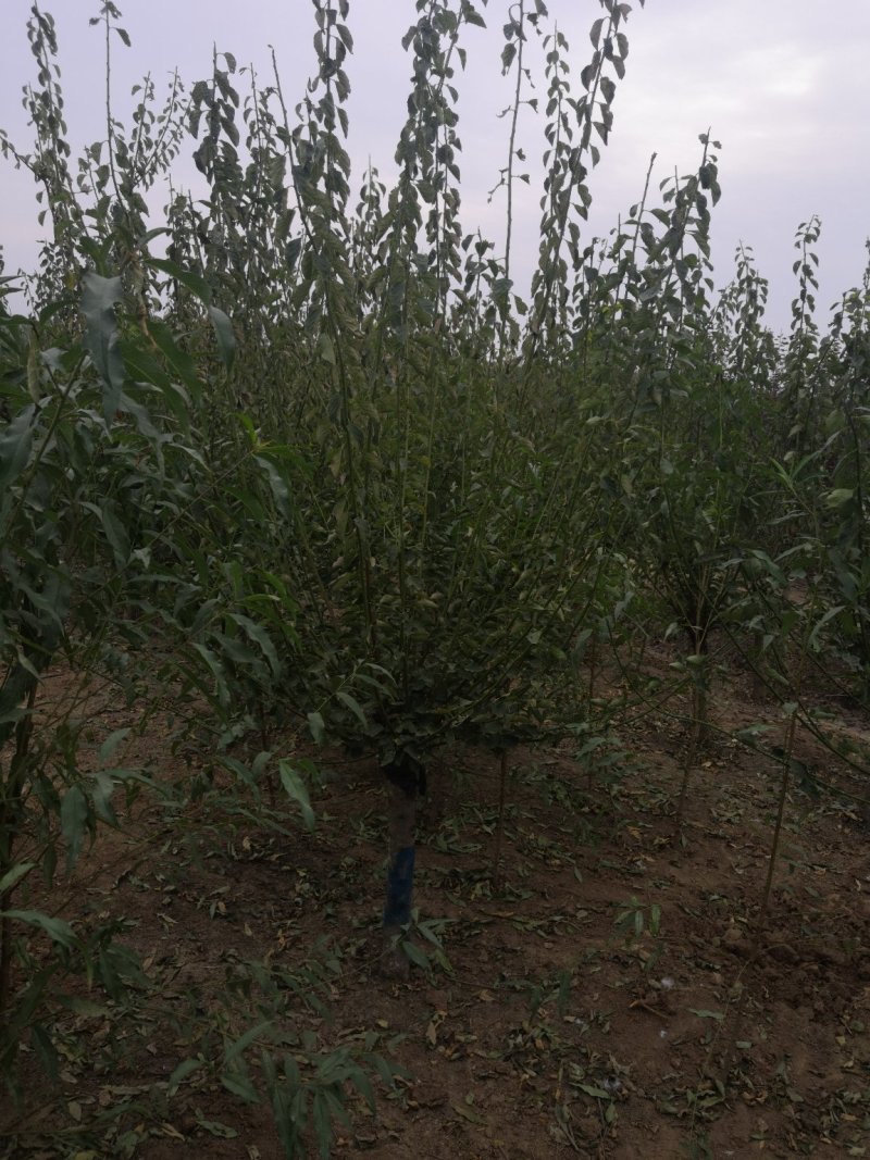 红梅3-20公分量大供应